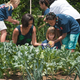 First lady Michelle Obama works in garden with children.
